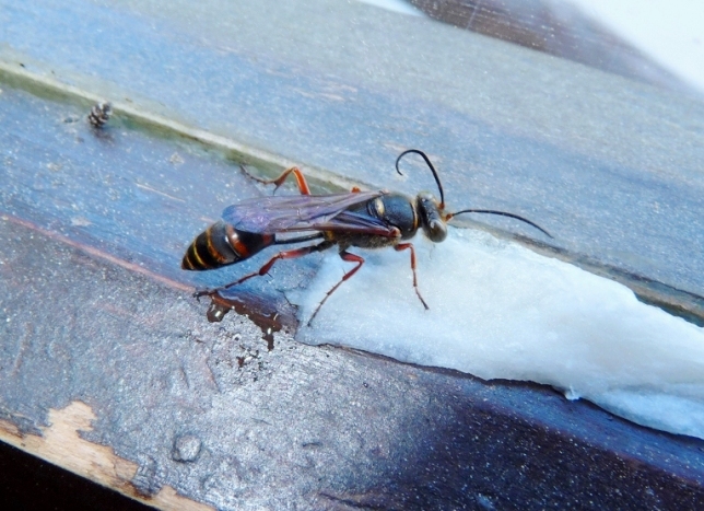 Sceliphron curvatum F (Sphecidae)